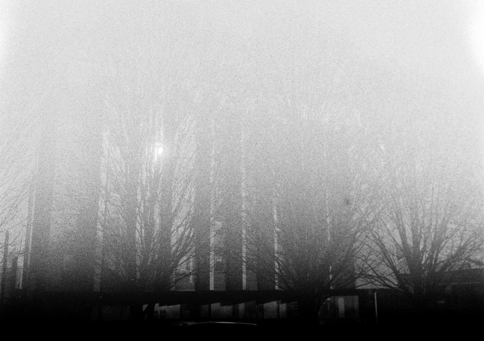 Trees in the fog.
