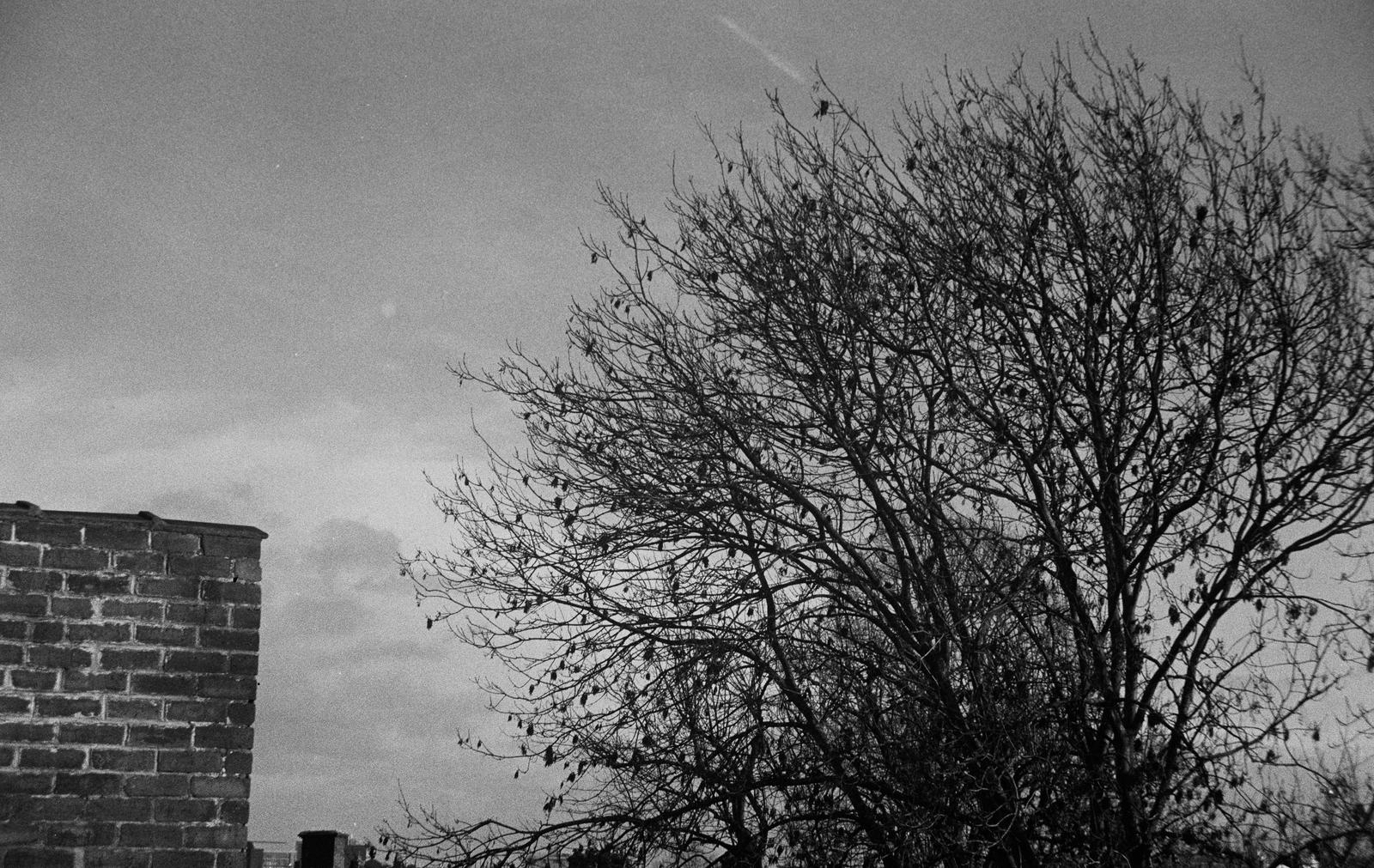 A tree and a chimney