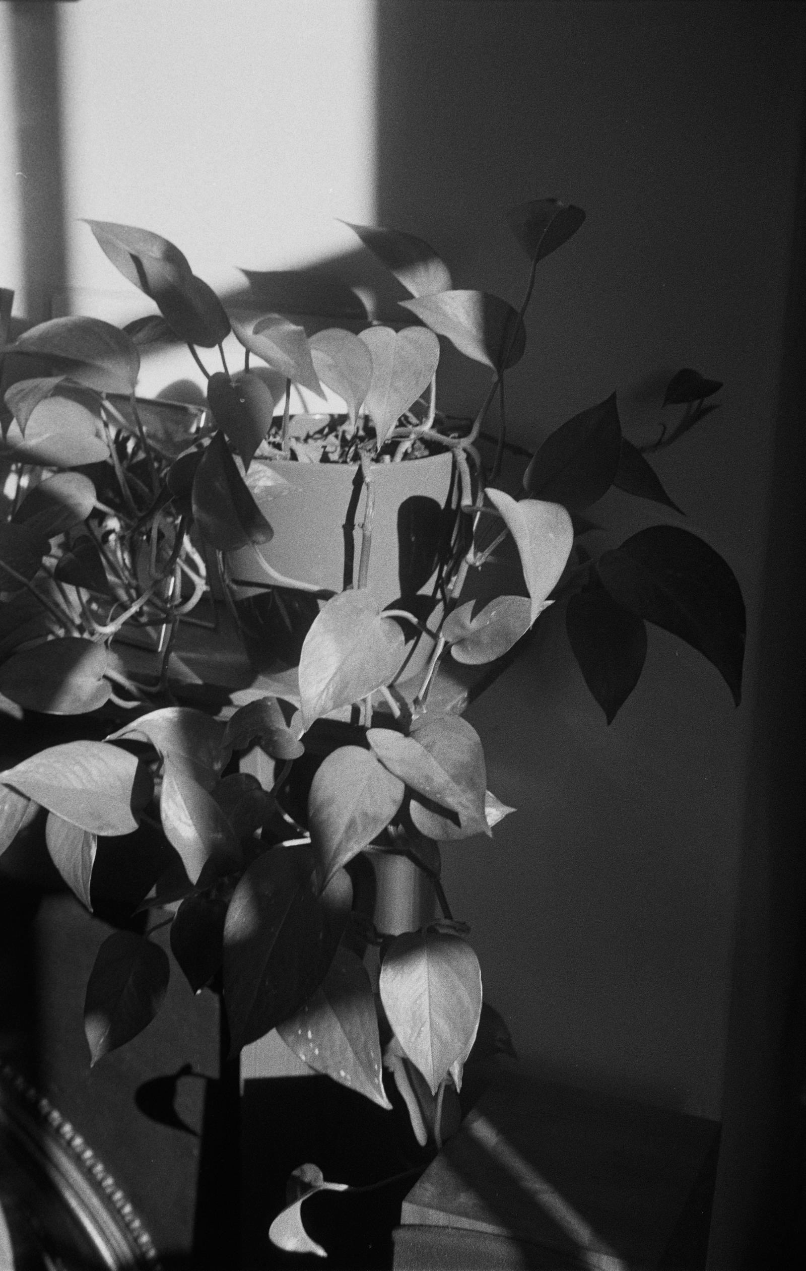 A plant pot