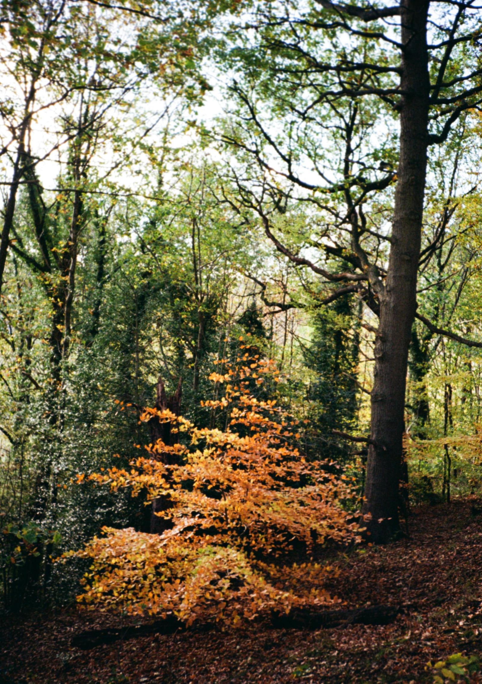A tree in the woods