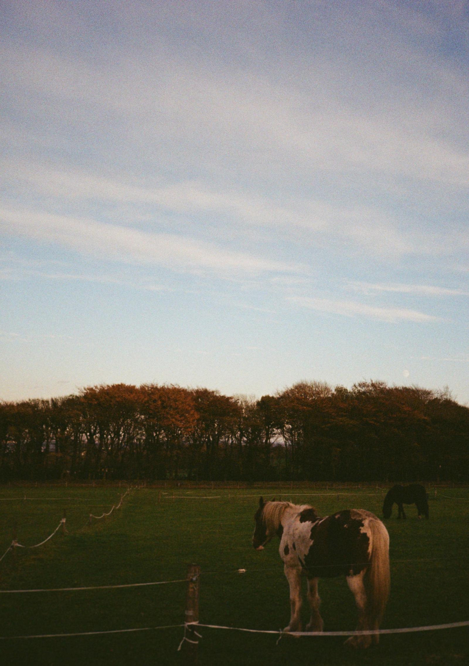 A horse