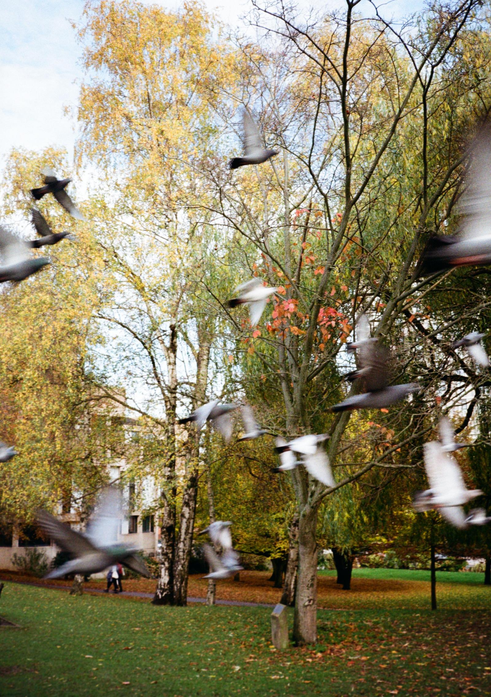 Pigeons