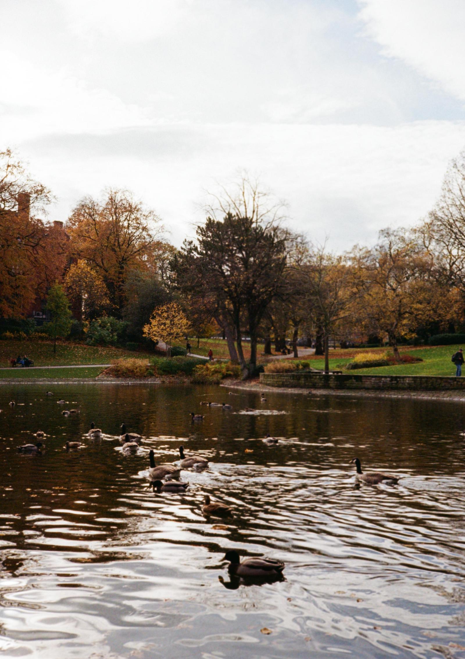 Ducks
