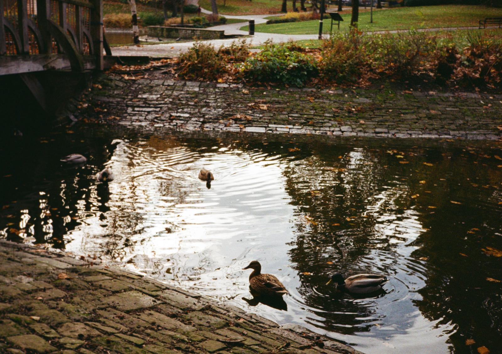 Ducks