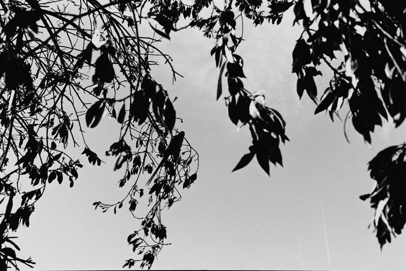 A bird hiding in the trees.