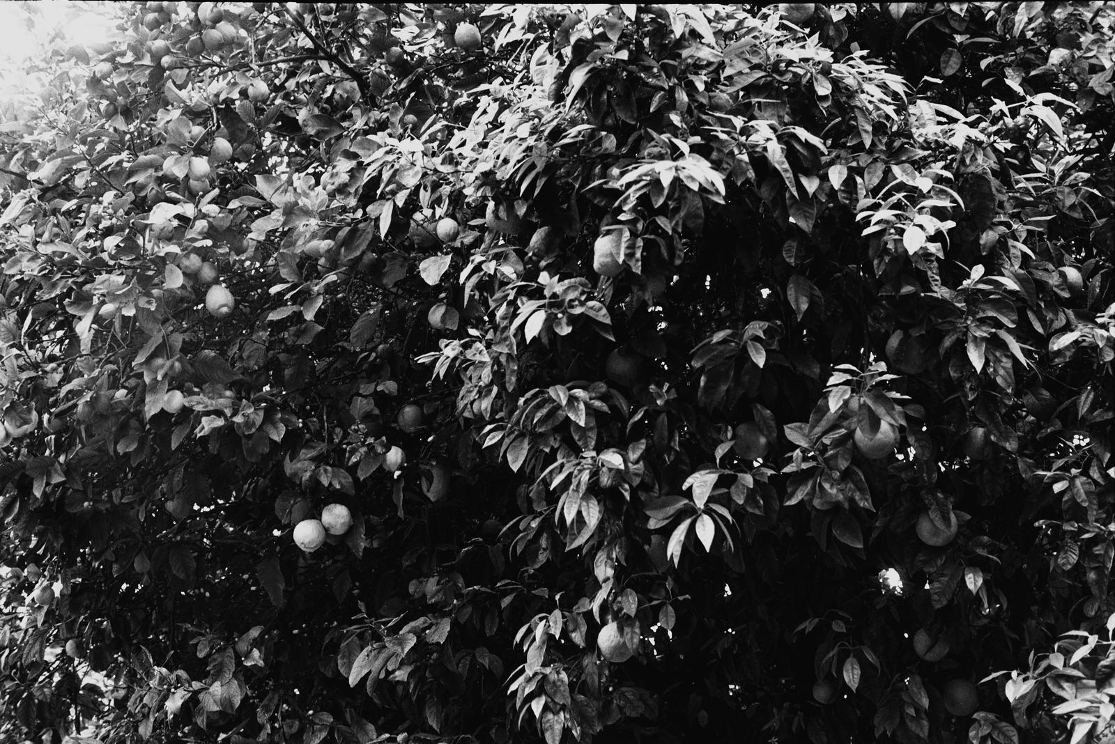 A tree