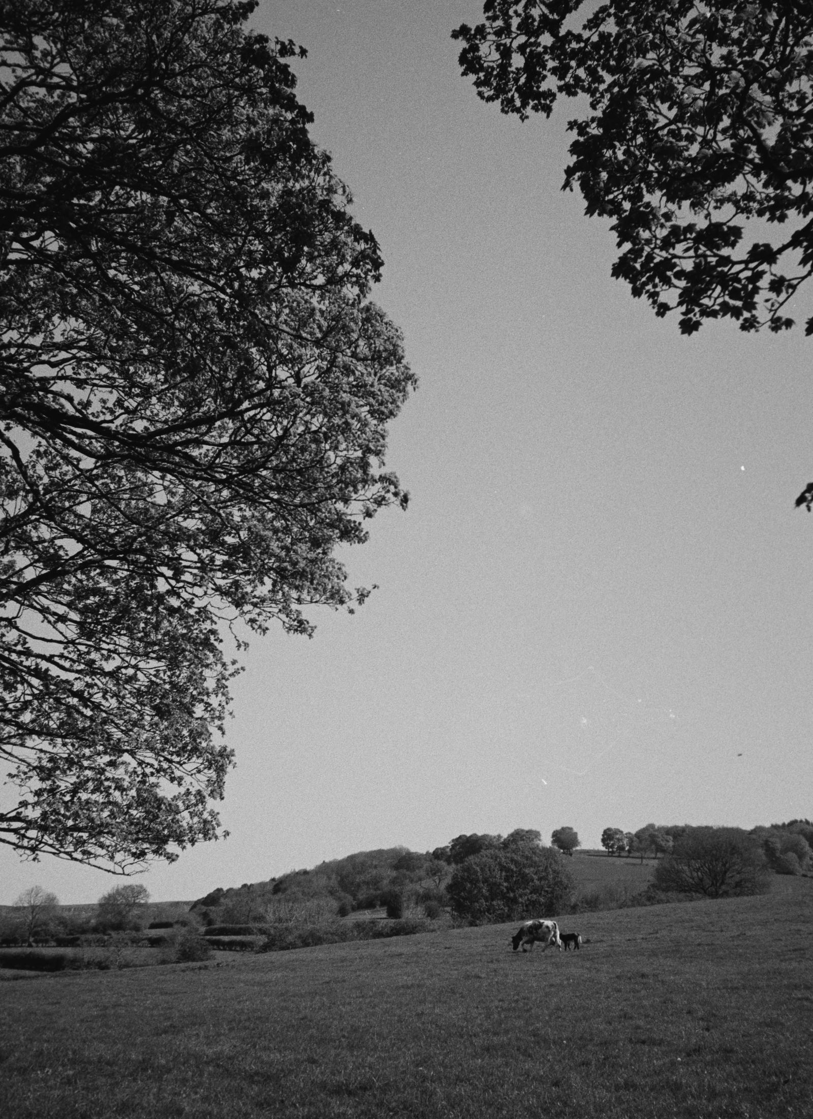 Cows in a field