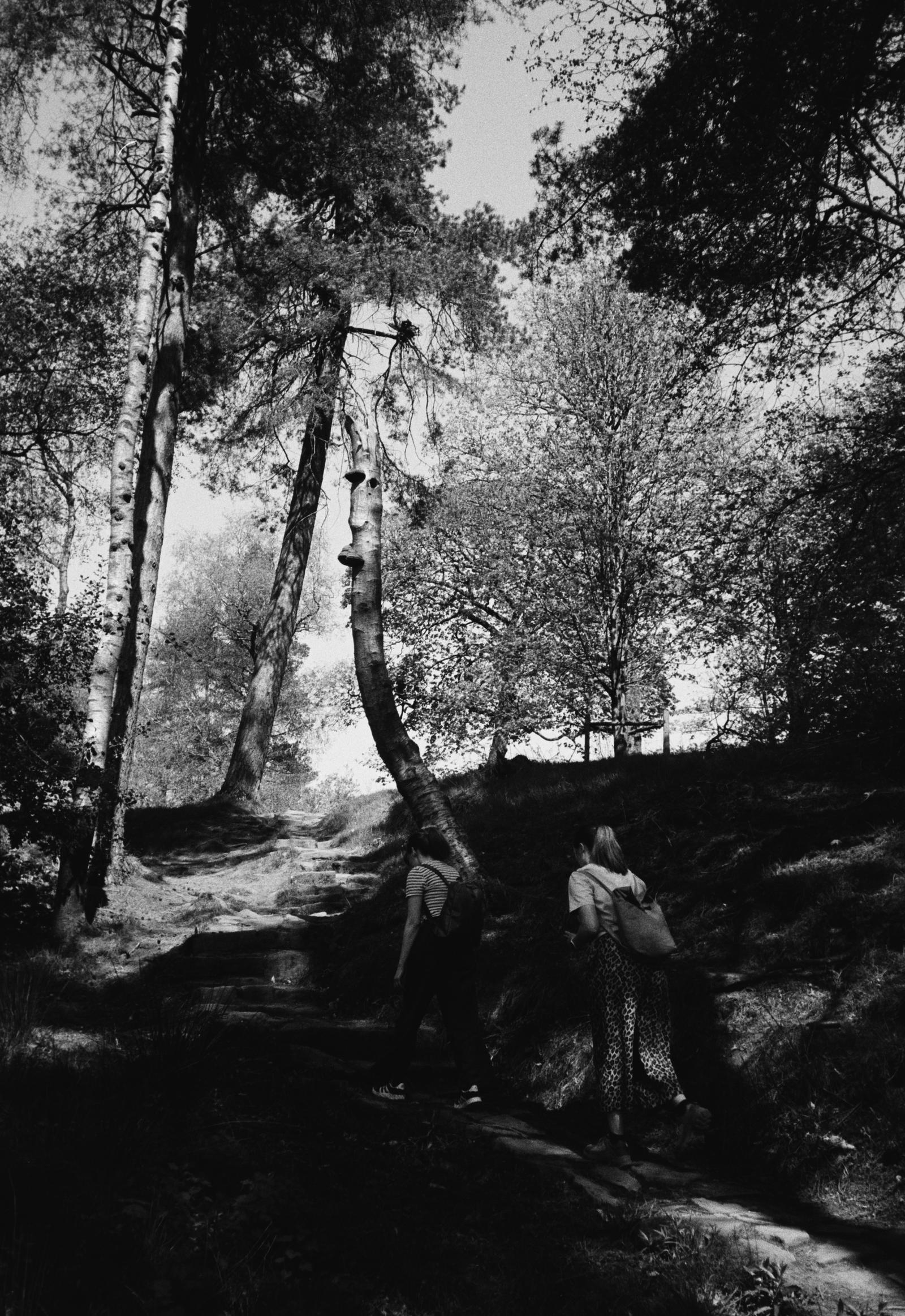 People walking in the woods