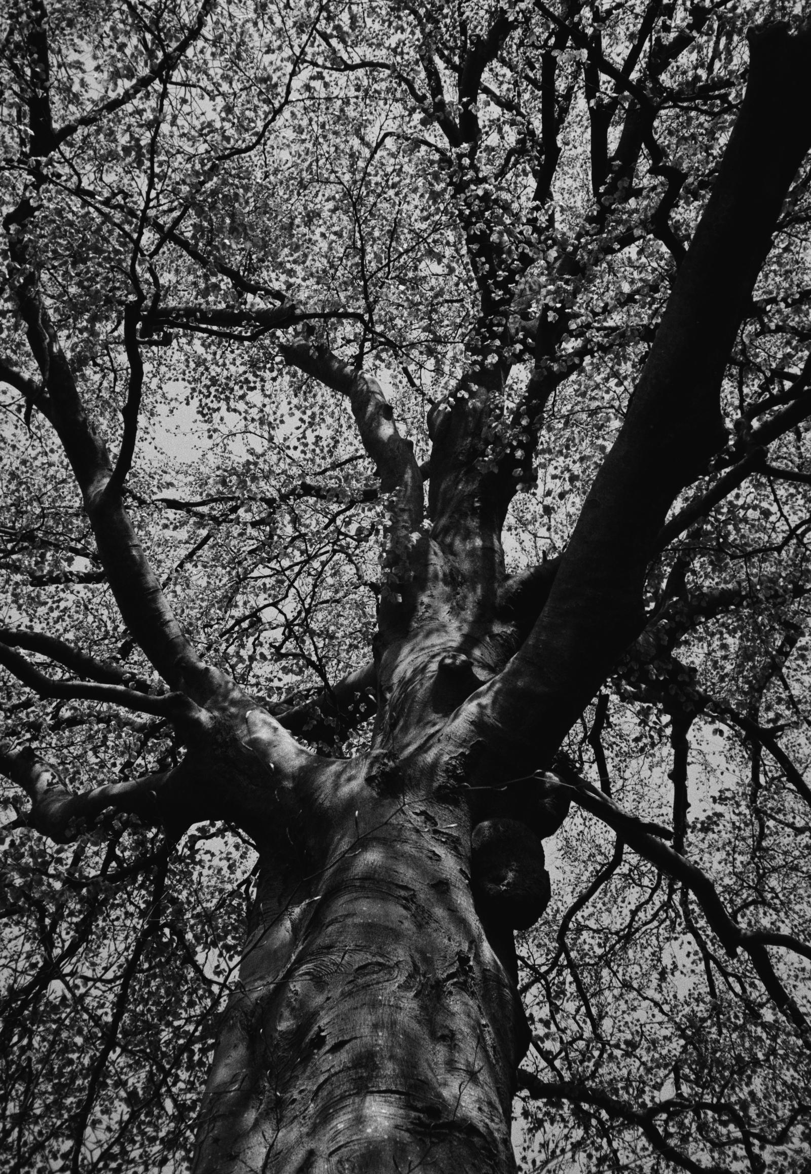 A tree