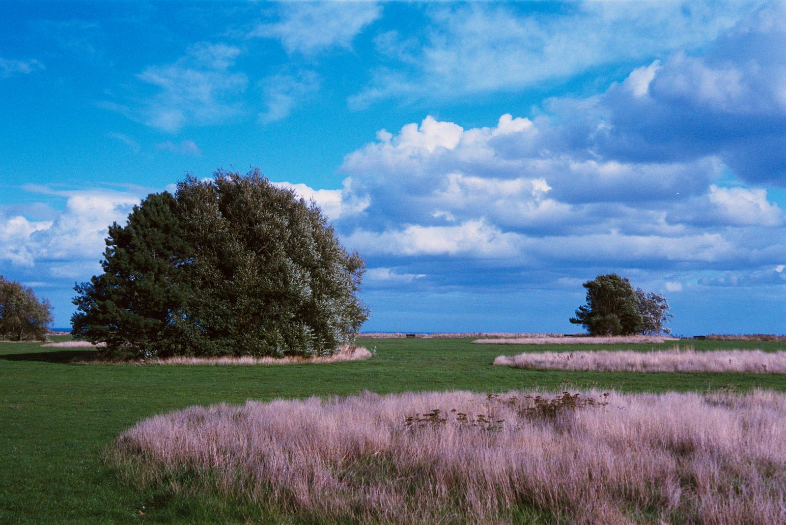 A colourful field with a tree in