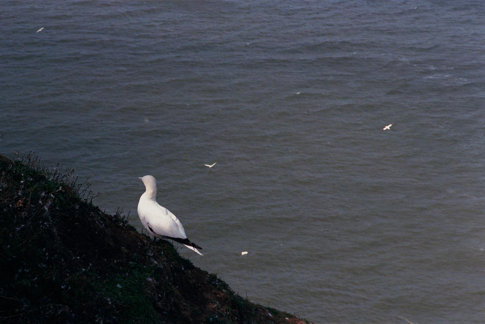 A gannet
