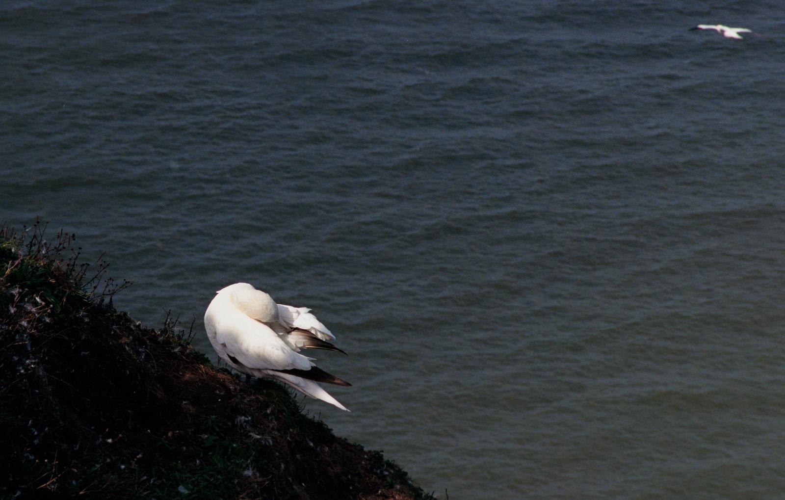 A gannet