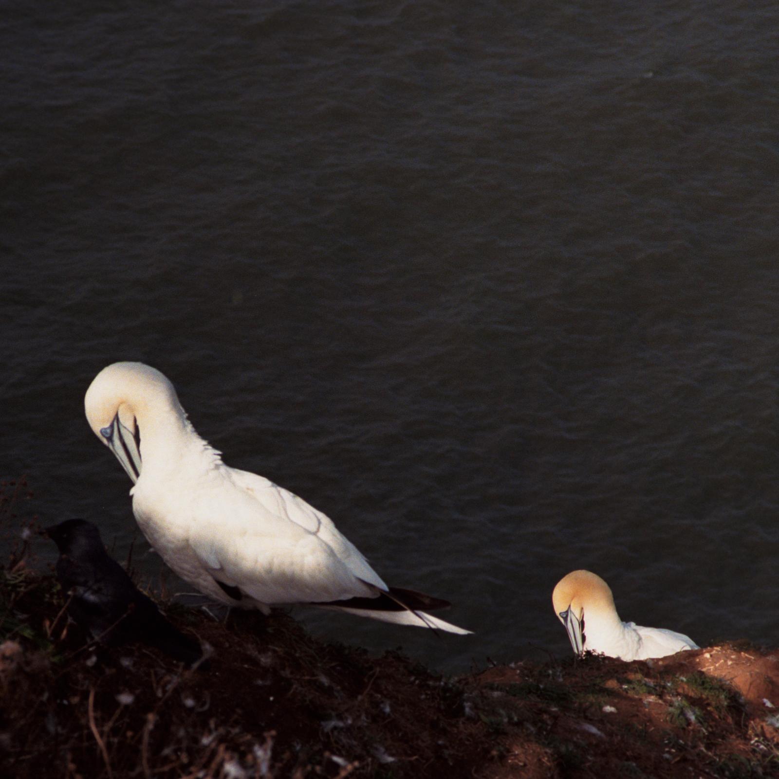 Two gannets
