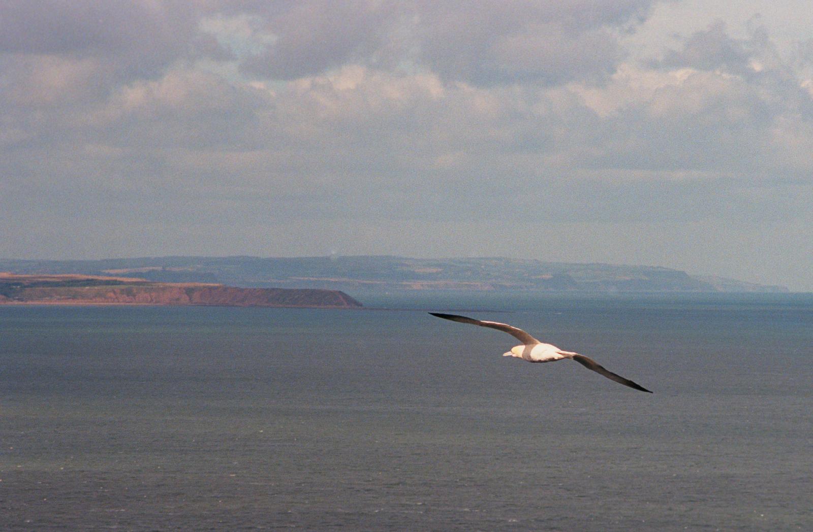 A gannet in flight
