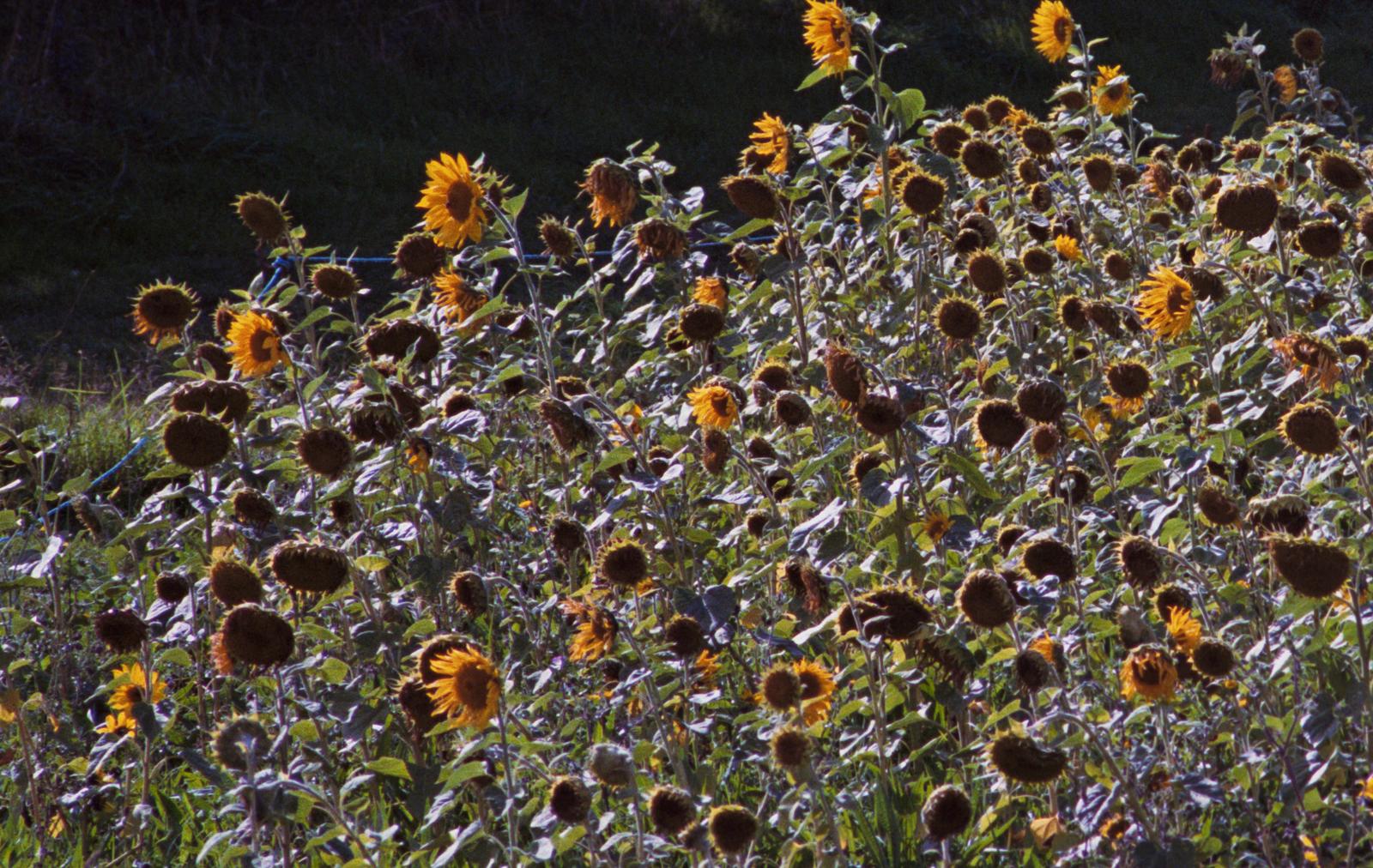 Sunflowers
