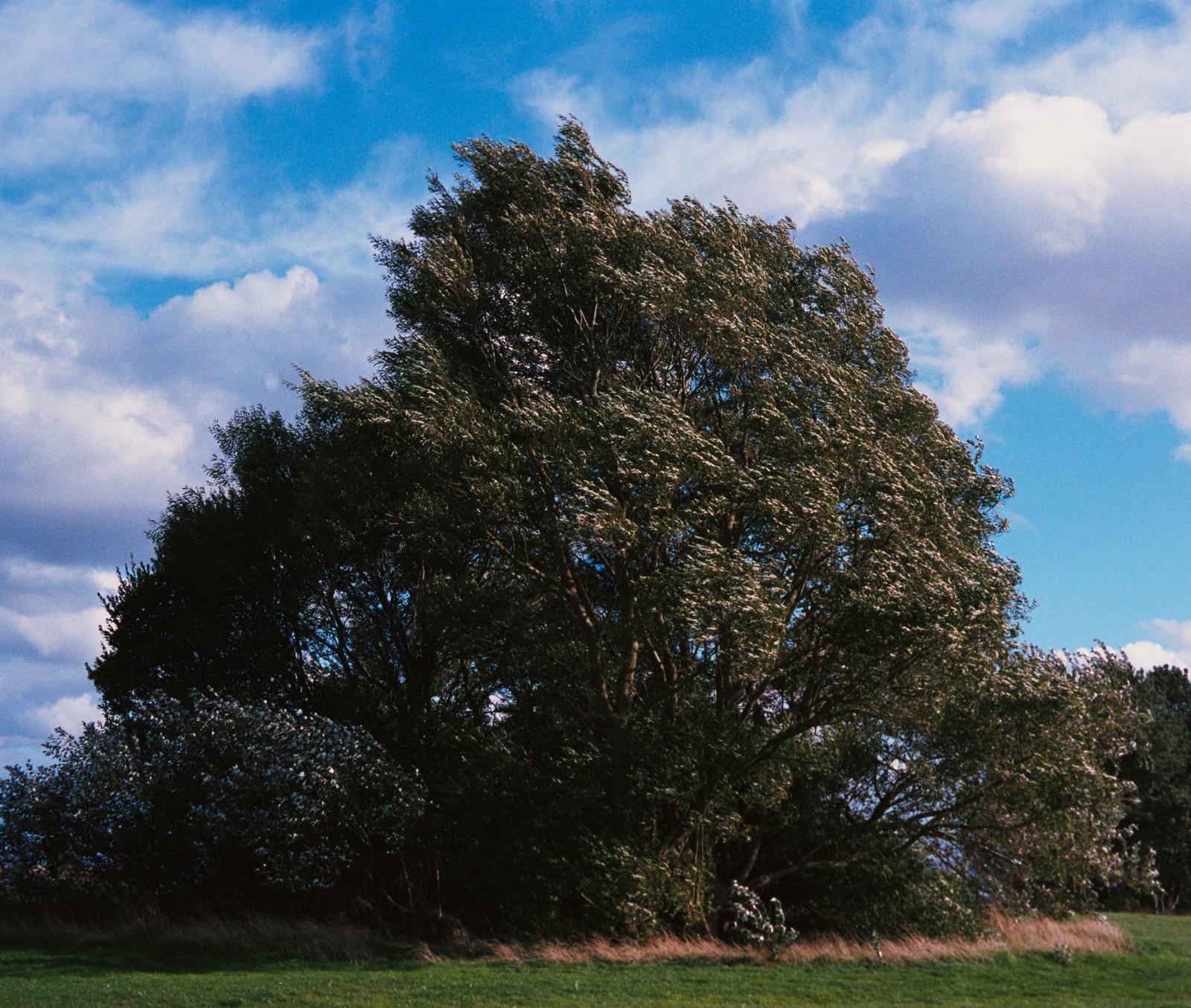 A tree