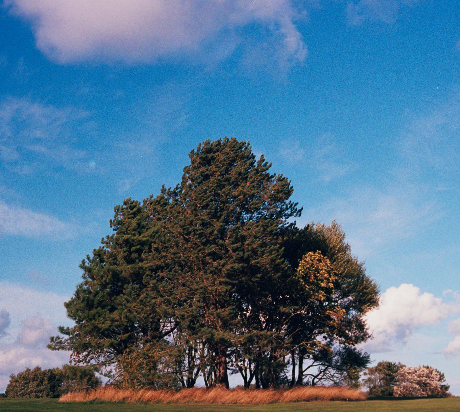 A cluster of trees