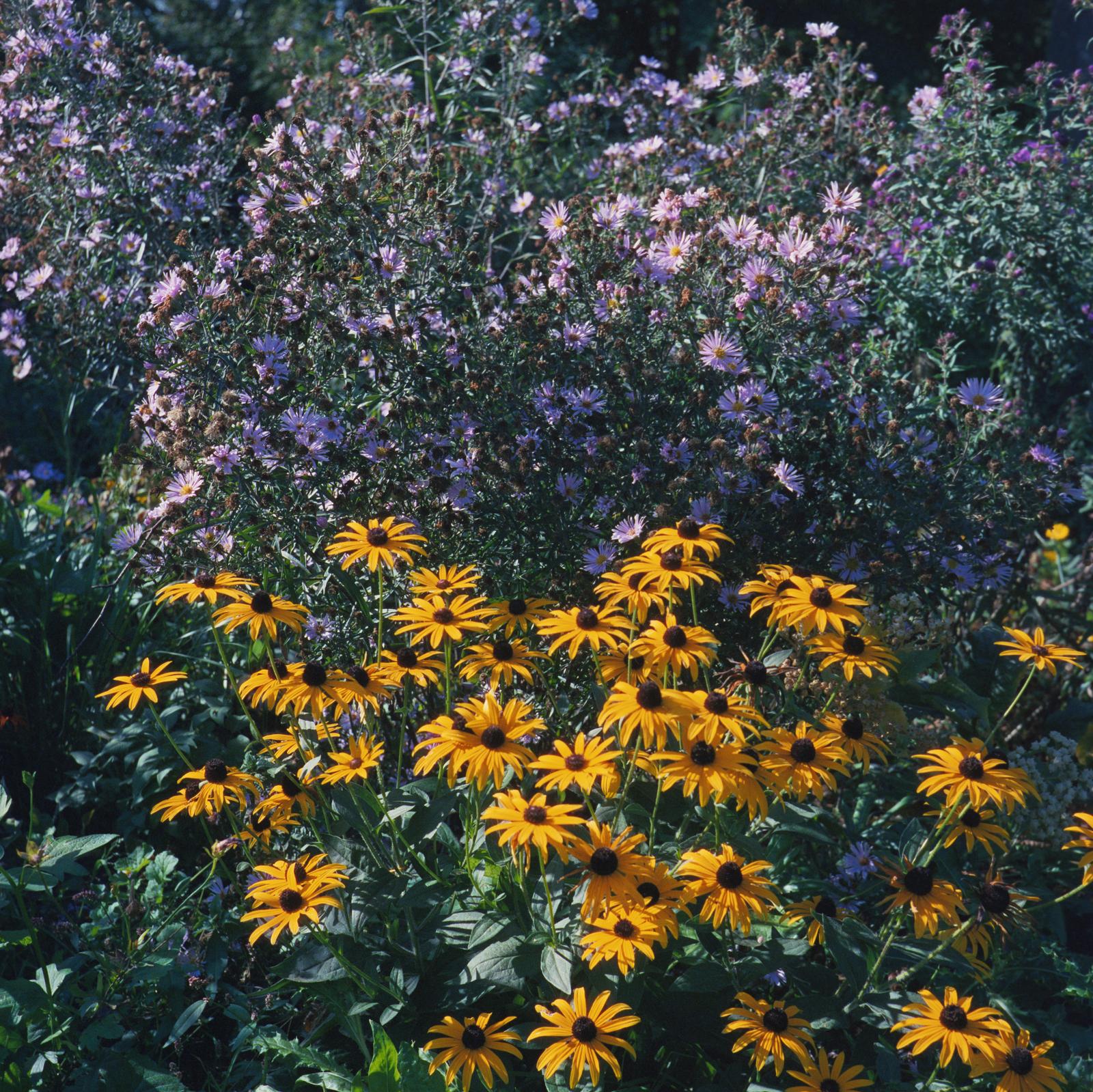 Some flowers