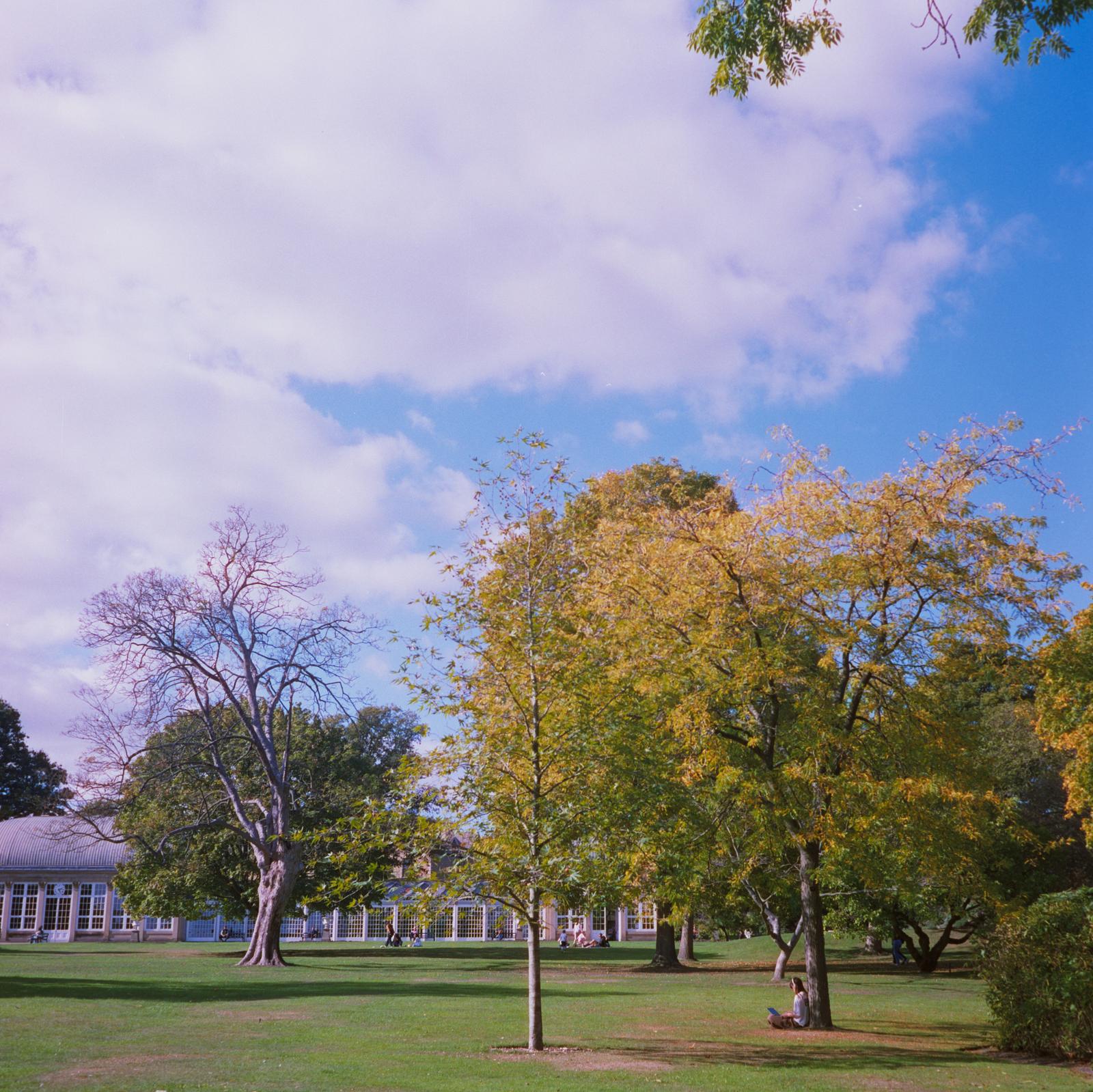 A woman under a tree in a garden