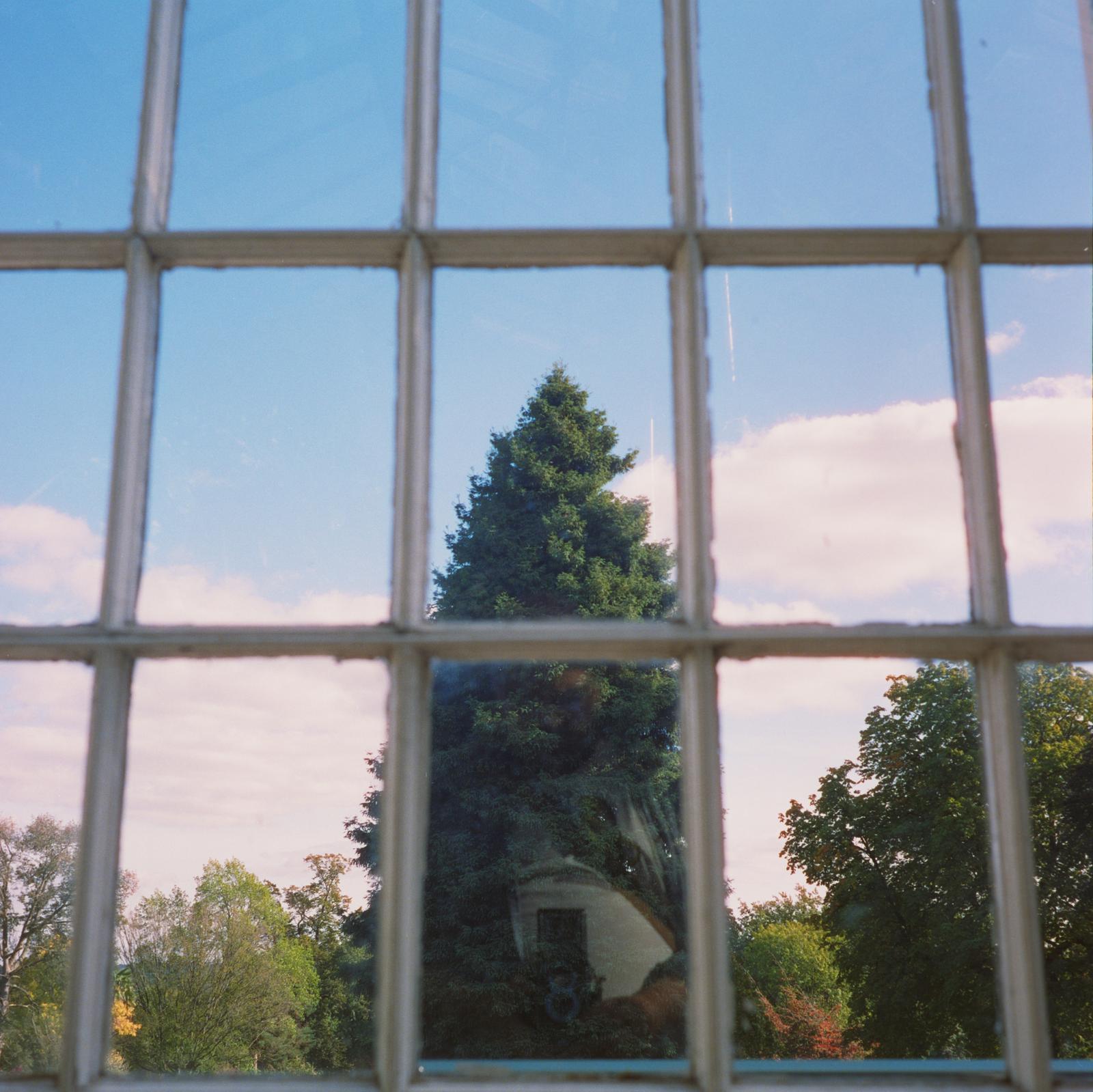 A tree