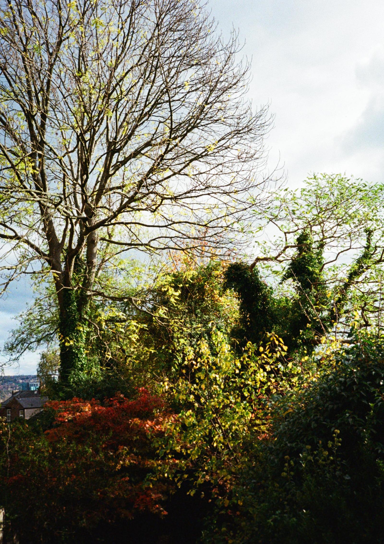 A garden in autumn