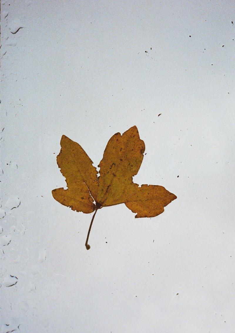 A leaf