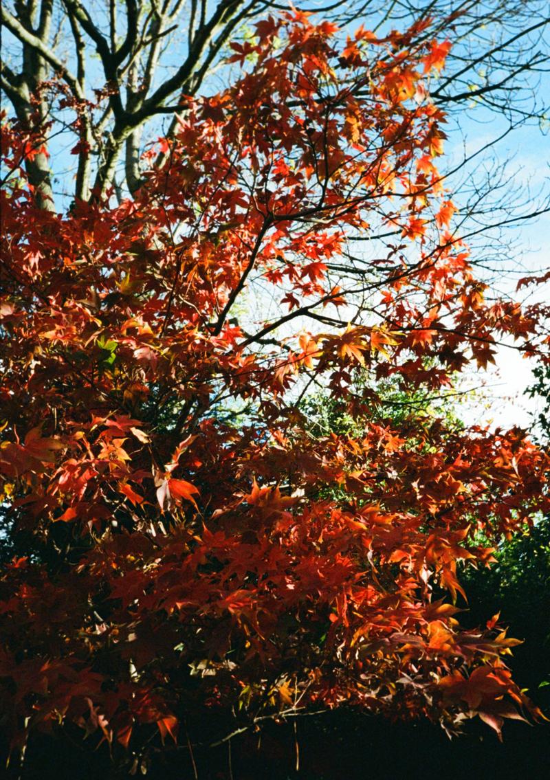 The garden in autumn