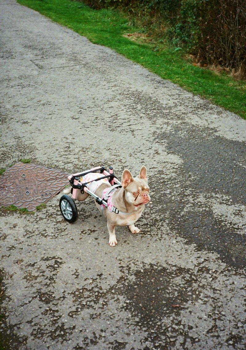 A dog with wheels