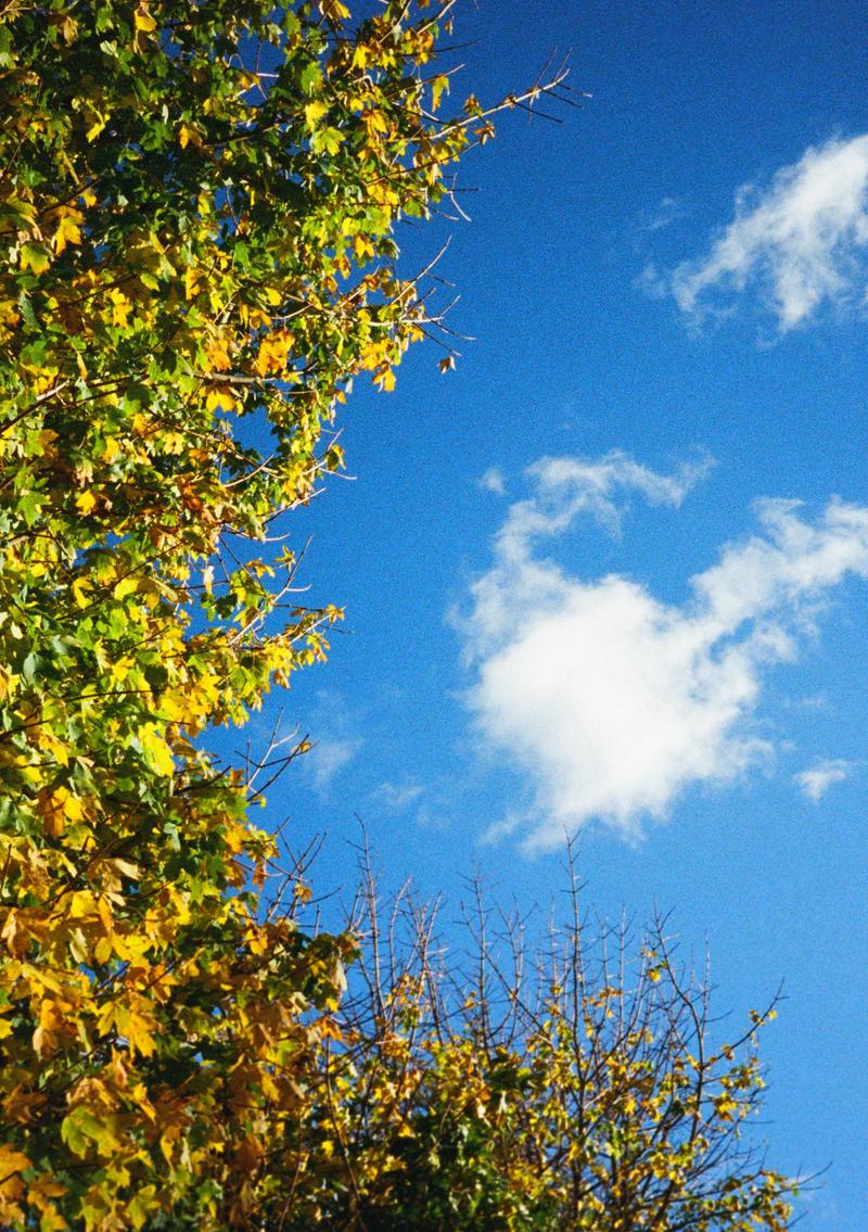 Leaves in the sky
