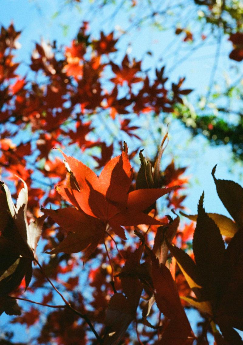 Banner image for Taking pictures again in Matlock Bath
