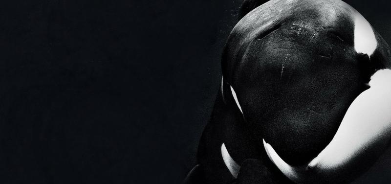 Banner image for Blackfish