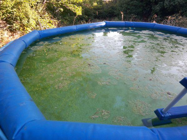 A manky swimming pool