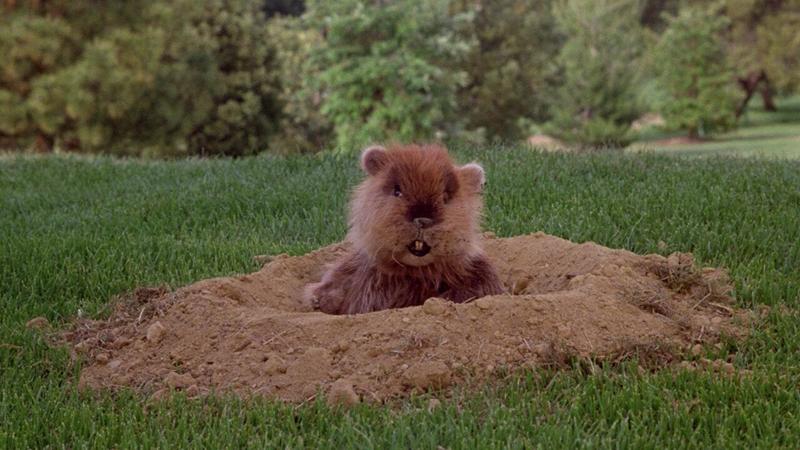 Banner image for Caddyshack